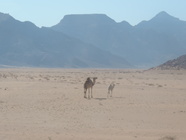 Wadi Rum-01