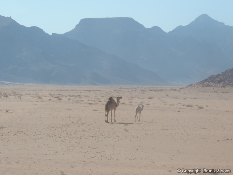 Wadi_Rum-01.jpg