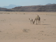 Wadi Rum-02