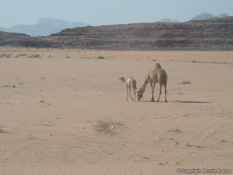 Wadi_Rum-02.jpg