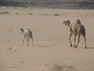 Wadi Rum-03