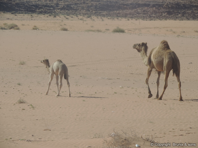 Wadi_Rum-03.jpg