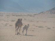 Wadi Rum-04