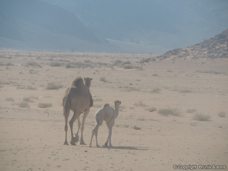 Wadi_Rum-04.jpg