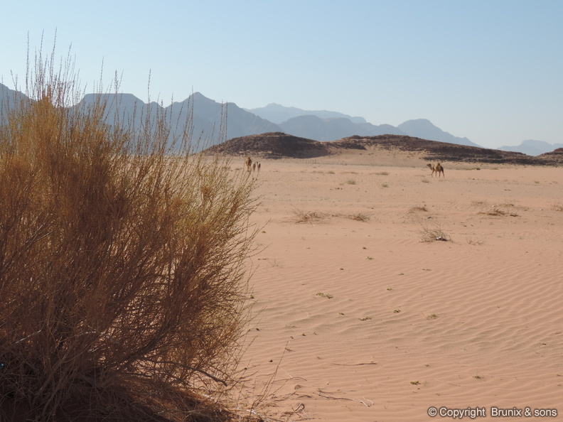 Wadi_Rum-05.jpg