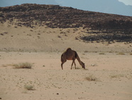 Wadi Rum-07