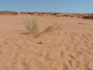 Wadi Rum-32