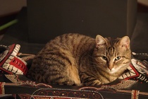 Cocca-01