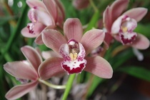Orchidee-01