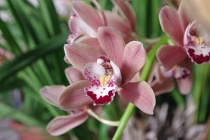 Orchidee-02