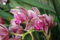 Orchidee-03