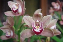 Orchidee-04