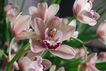 Orchidee-05