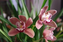 Orchidee-06