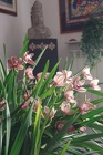 Orchidee-07