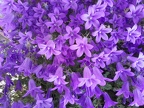 Fiori