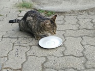 IMG_20160725_194456