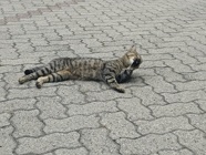 IMG_20160727_193850