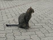 IMG_20160727_193916