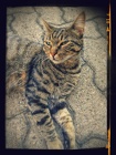 IMG_20160729_190223-EFFECTS
