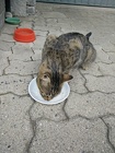 IMG_20160730_193512