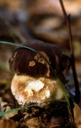 Funghi
