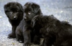 Tuscia e cuccioli, 1984