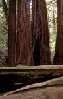 Muir Woods, 1989
