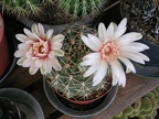 Fiori, 2006