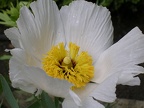 Real Jardin Botanico, Madrid, 2008