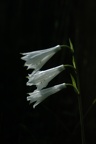 Fiori di montagna