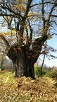 Alberi