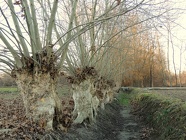 DSCN0732