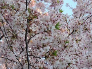 DSCN0878