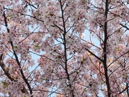 DSCN0880