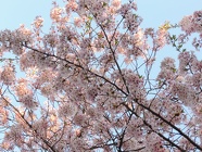 DSCN0881