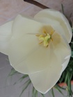 DSCN0897