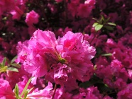 DSCN0981