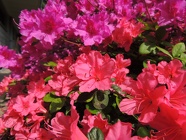 DSCN0983