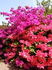 DSCN0988