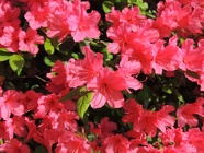 DSCN0998