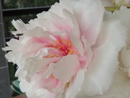 DSCN1063