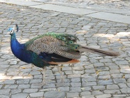 DSCN3136