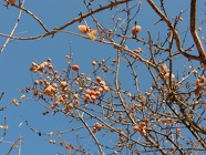 DSCN4691