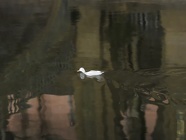 DSCN5617