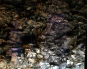 PIC00025