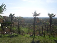 SDC10162