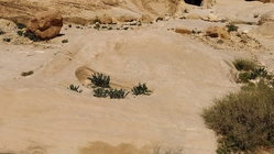 Petra Vale-01