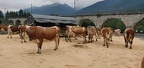 Malesco
